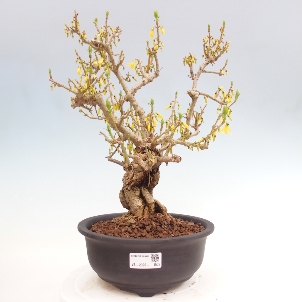 Venkovní bonsai - Zlatice - Forsythia koreana