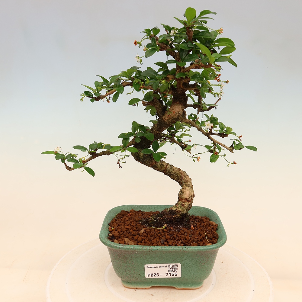 Pokojová bonsai - Carmona macrophylla - Čaj fuki