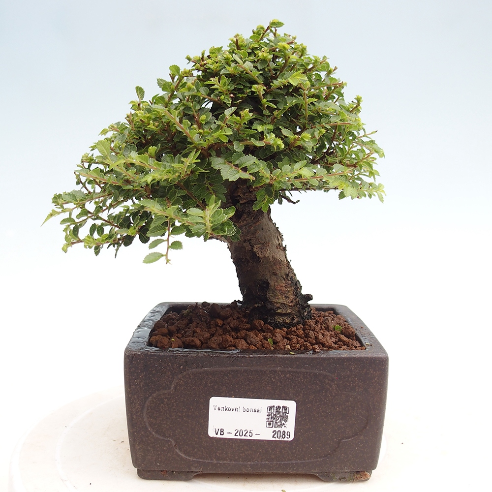 Venkovní bonsai - Ulmus parvifolia Hokkaido - jilm Čínský
