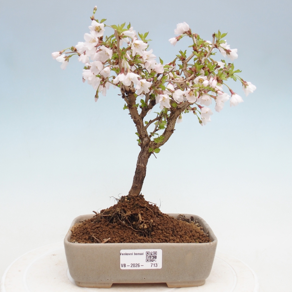 Venkovní bonsai - Prunus incisa Kojou-no mai-Slivoň vyříznutá