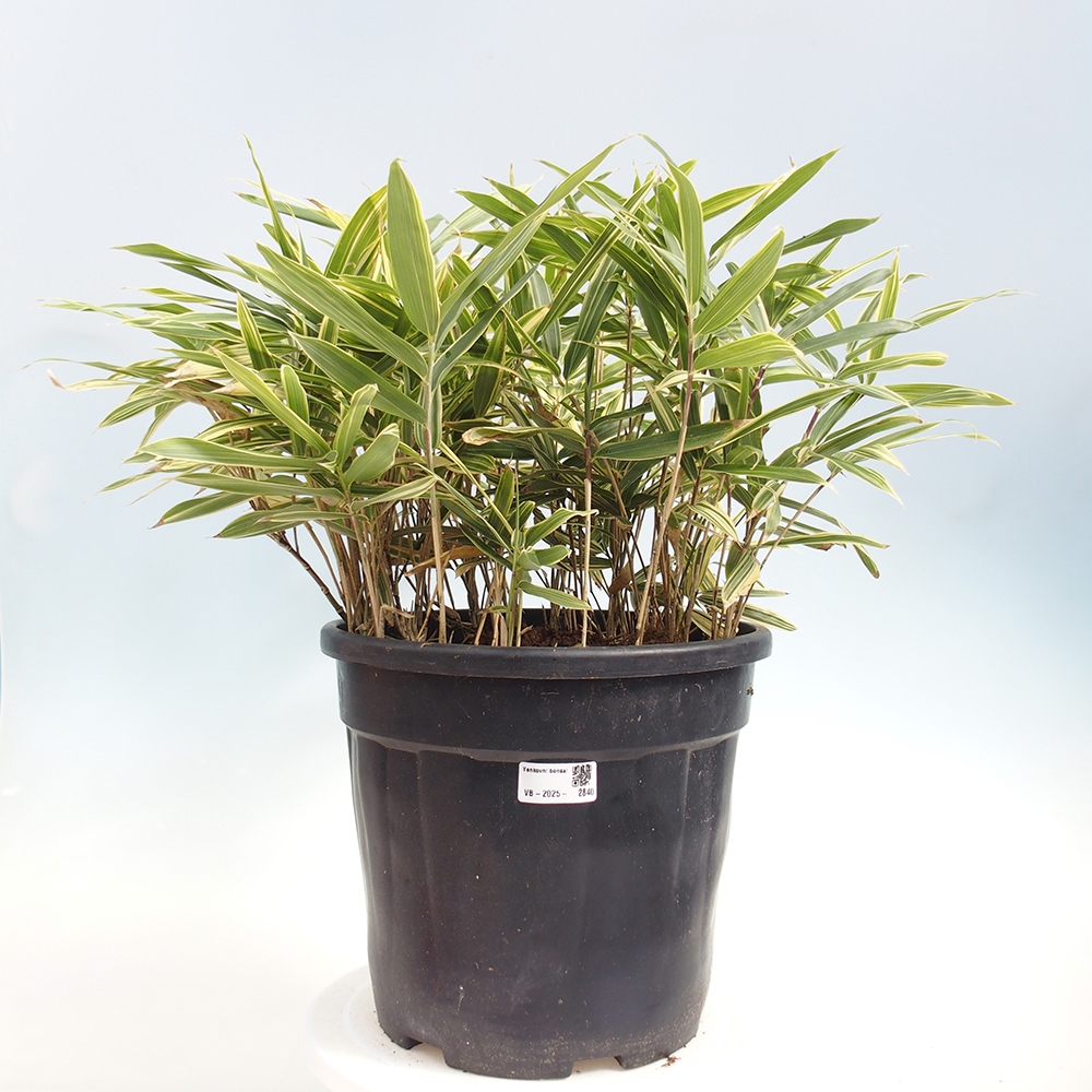 Venkovní bonsai - Sasaella masamuneana Albostriata - Bambus panašovaný