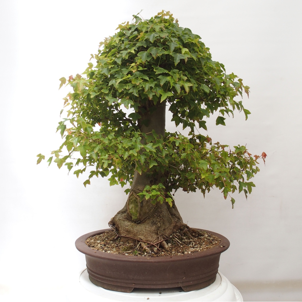 Venkovní bonsai - Acer Buergerianum - Javor Burgerův