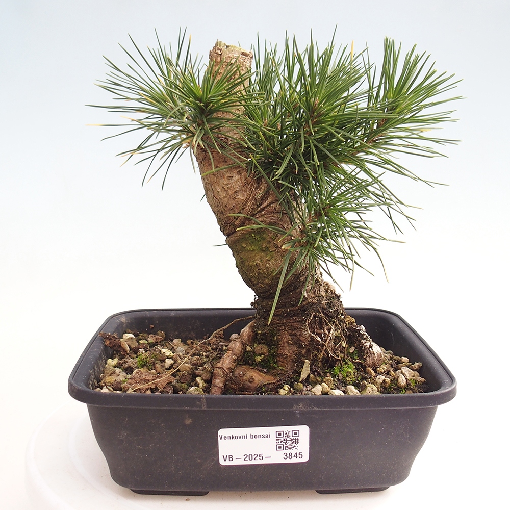 Venkovní bonsai - Pinus thunbergii - Borovice thunbergova
