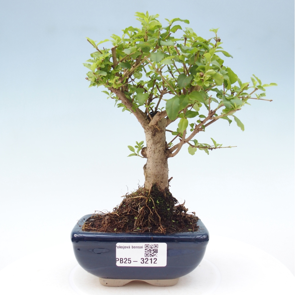 Pokojová bonsai -Ligustrum chinensis - Ptačí zob