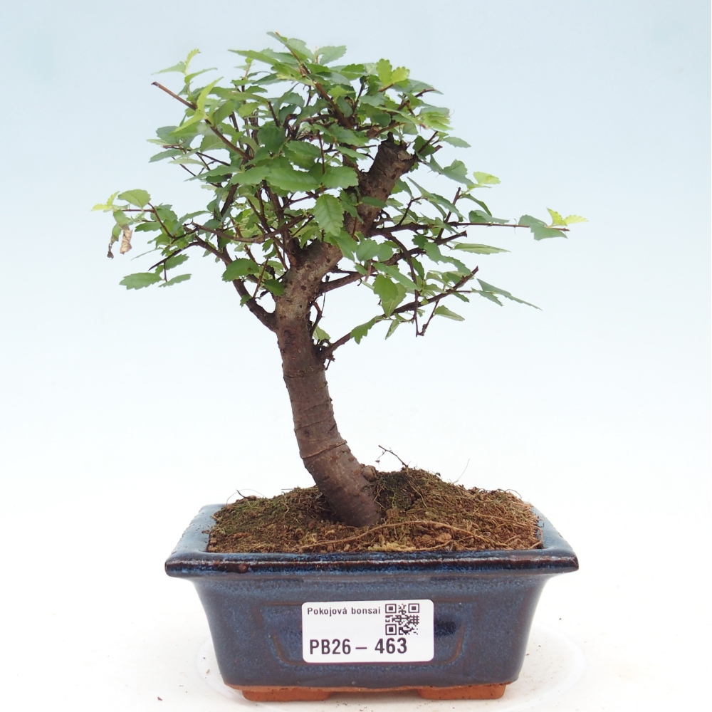Pokojová bonsai - Ulmus parvifolia - Malolistý jilm