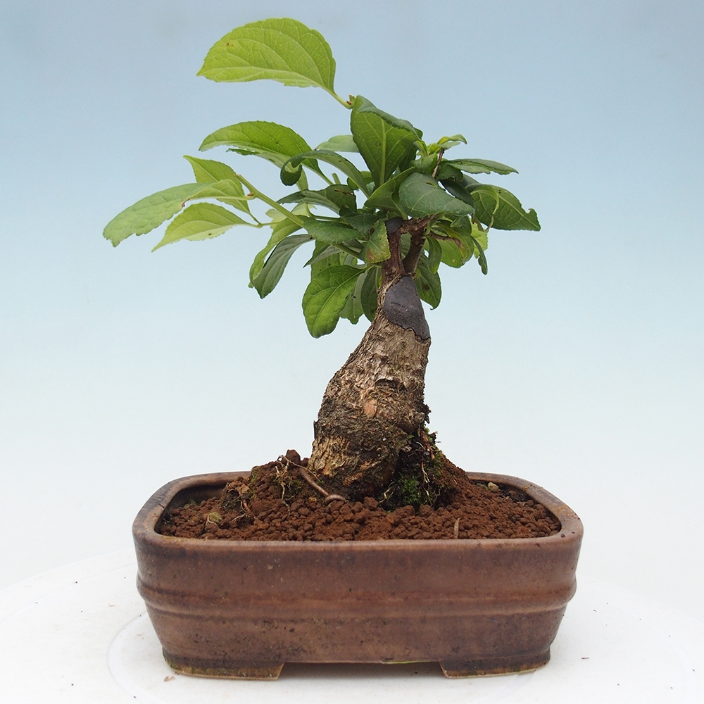 Venkovní bonsai - Celastrus  orbiculatus - Jesenec okrouhlolistý
