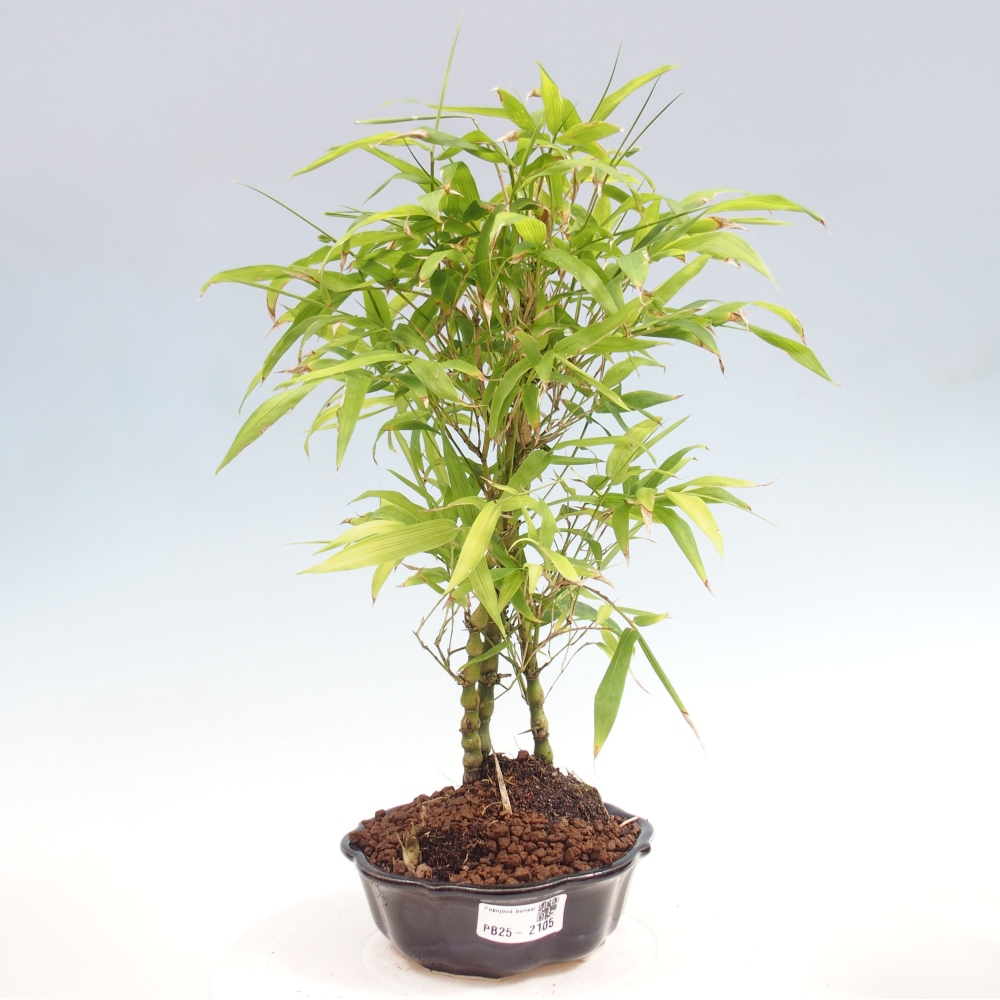 Pokojová bonsai - Bambus budha-Bambus budhovo břicho