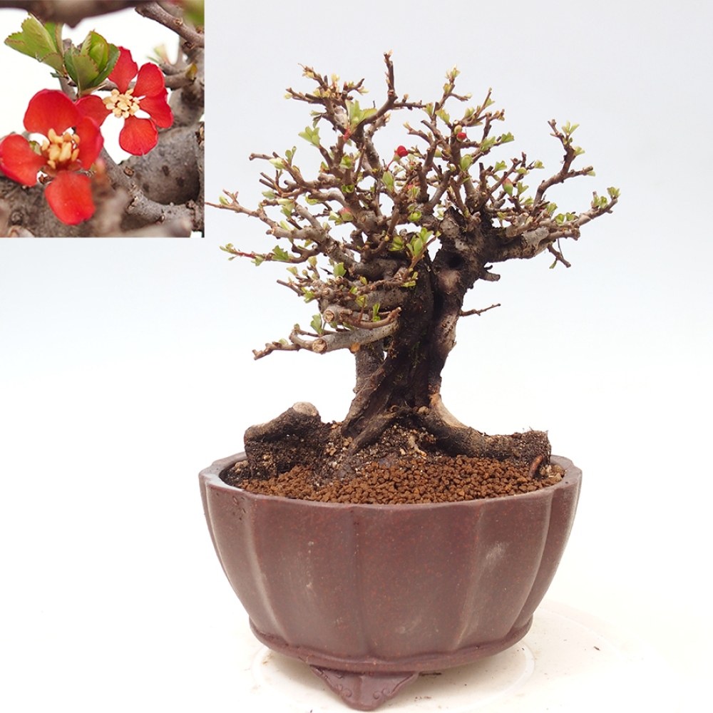 Venkovní  bonsai -  Chaneomeles speciosa - Kdoulovec ozdobný