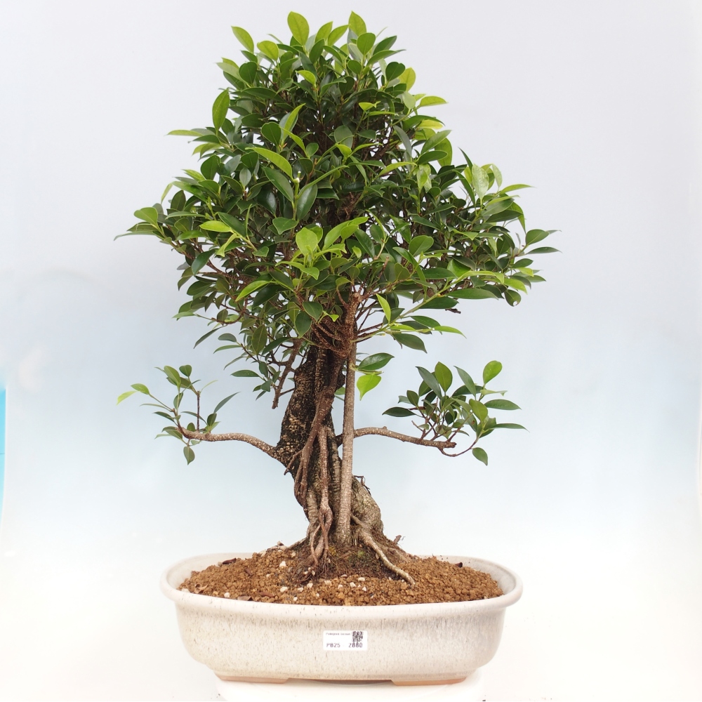 Pokojová bonsai - Ficus kimmen -  malolistý fíkus - POUZE OSOBNÍ ODBĚR nebo paletová přeprava