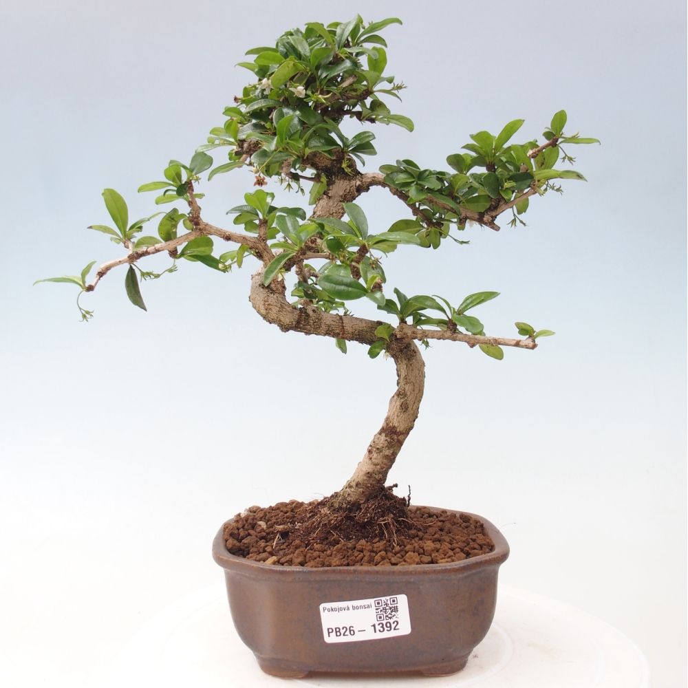 Pokojová bonsai - Carmona macrophylla - Čaj fuki