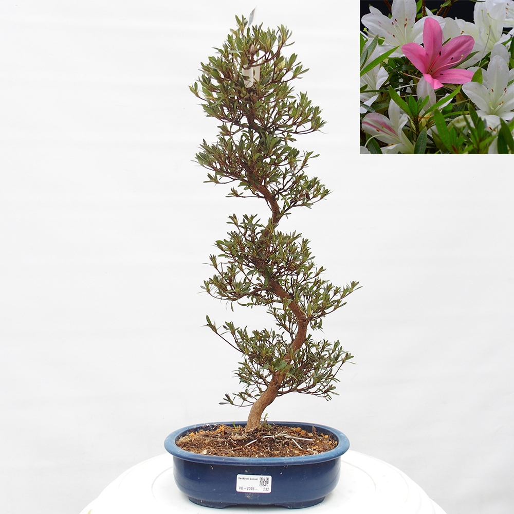 Venkovní bonsai - Japonská azalka - Azalea Hakurin