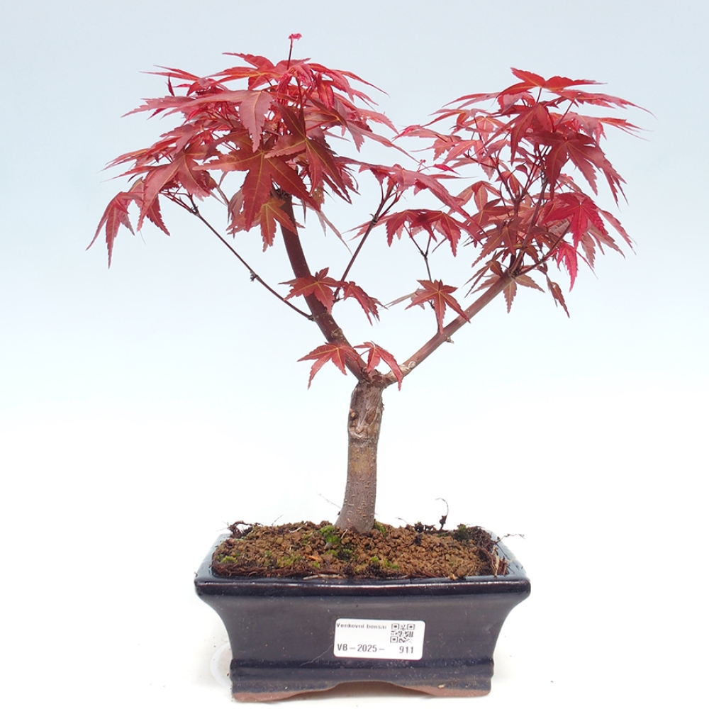 Venkovní bonsai - Javor dlanitolistý - Acer palmatum DESHOJO