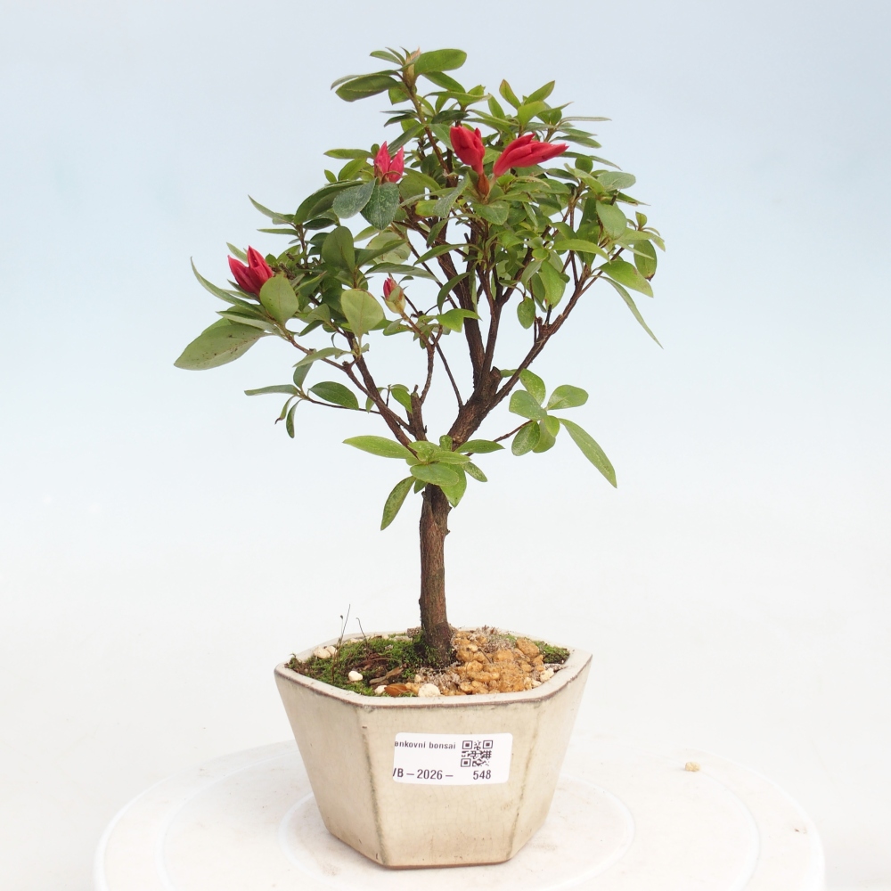 Venkovní bonsai - Japonská azalka - Azalea sp.