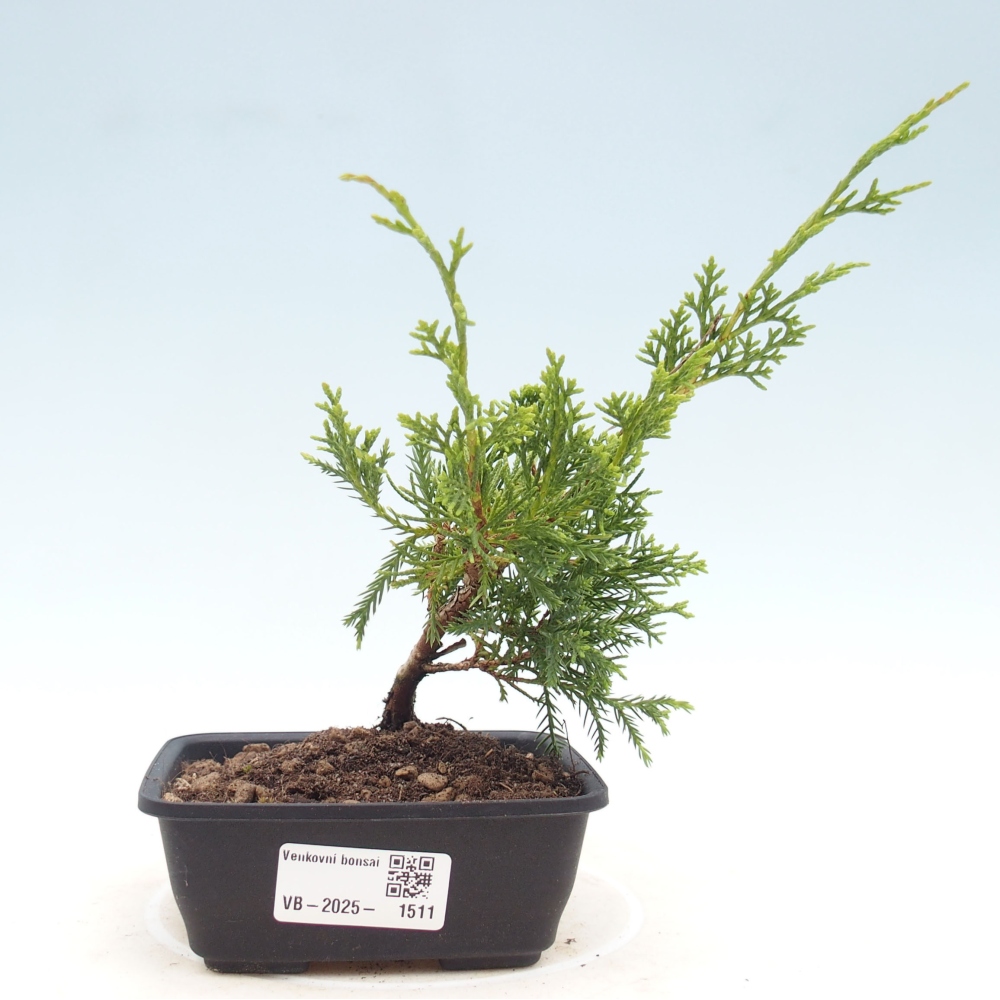 Venkovní bonsai - Juniperus chinensis Itoigawa -Jalovec čínský