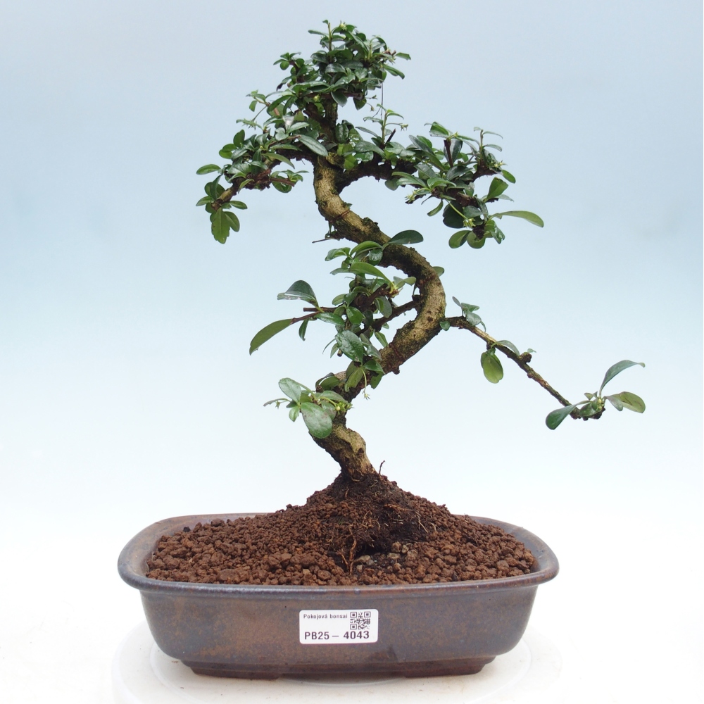 Pokojová bonsai - Carmona macrophylla - Čaj fuki