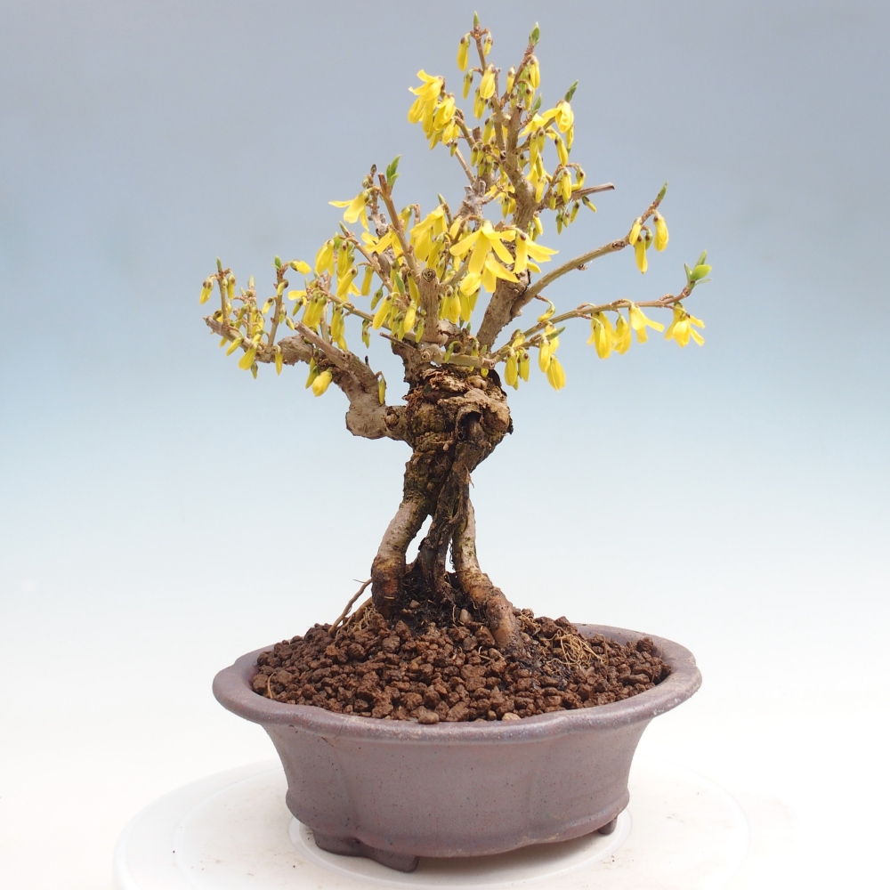 Venkovní bonsai - Zlatice - Forsythia koreana