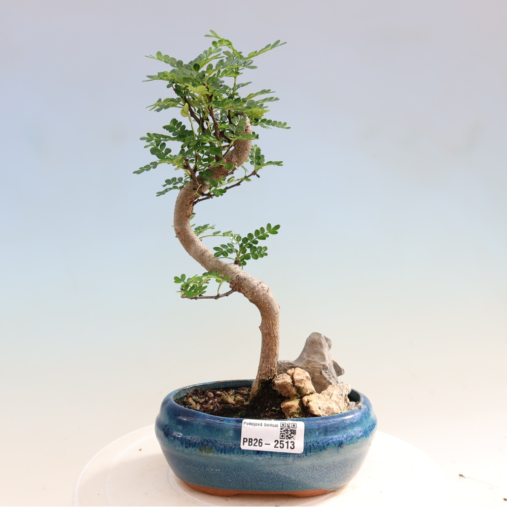Pokojová bonsai - Zantoxylum piperitum - Pepřovník