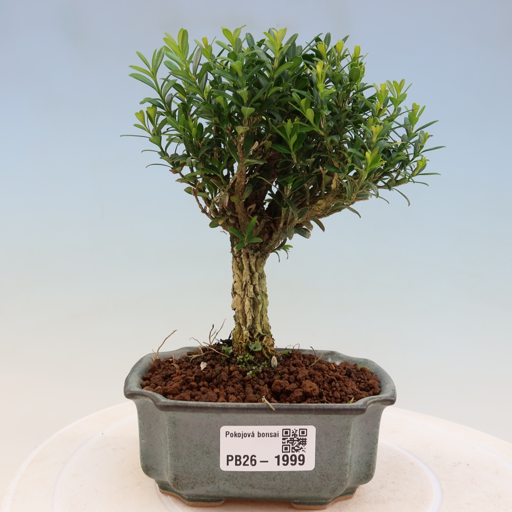 Pokojová bonsai - Buxus harlandii -korkový buxus