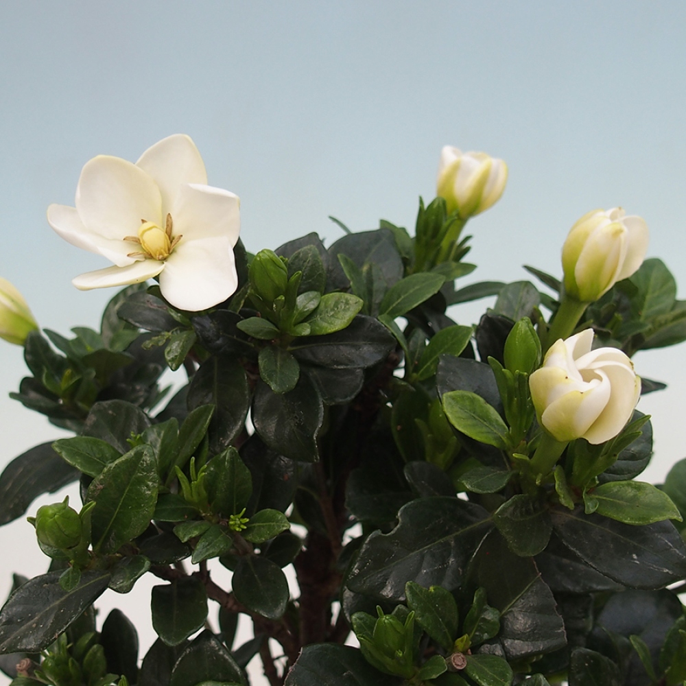 Pokojová bonsai - Gardenia jasminoides-Gardenie