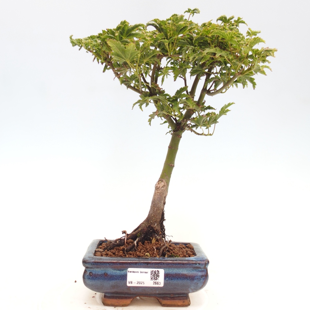 Venkovní bonsai -Javor dlanitolistý Acer palmatum Shishigashira