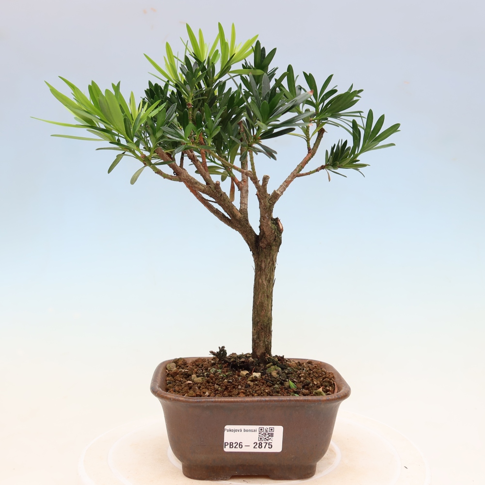 Pokojová bonsai - Podocarpus - Kamenný tis