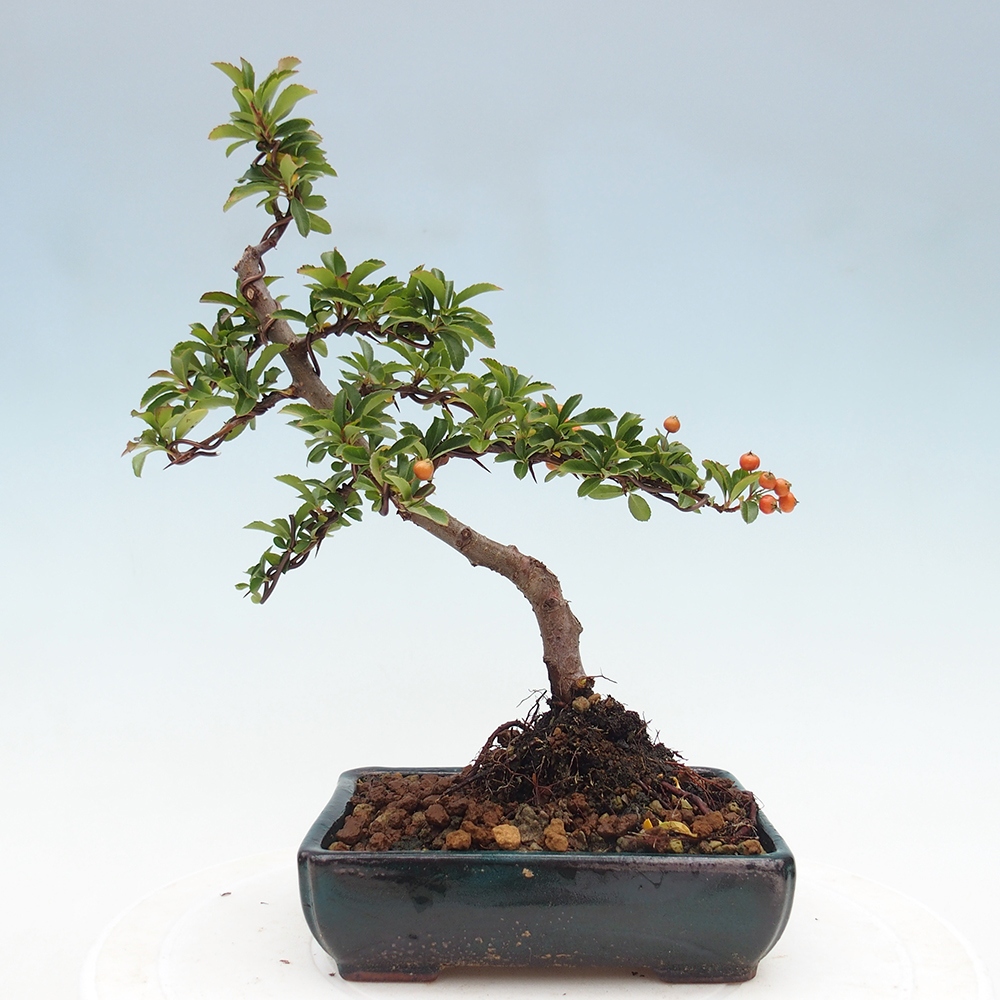 Venkovní bonsai-Pyracanta Teton -Hlohyně