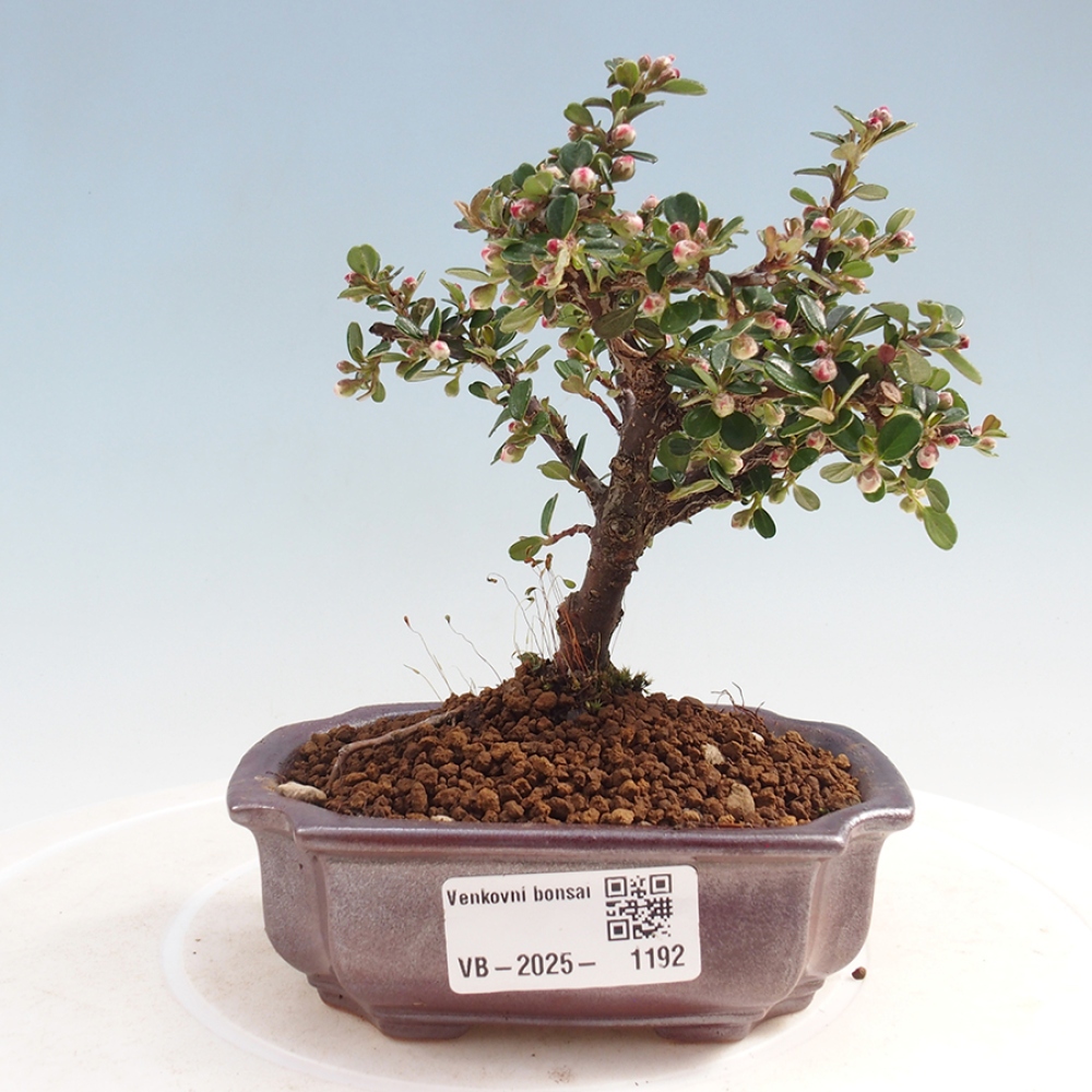 Venkovní bonsai - Cotoneaster horizontalis - Skalník