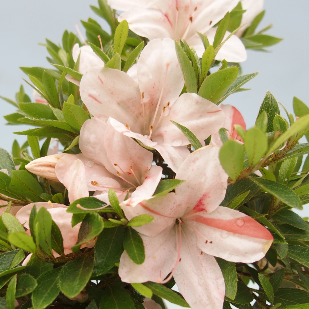 Venkovní bonsai - Japonská azalka - Azalea Nikko
