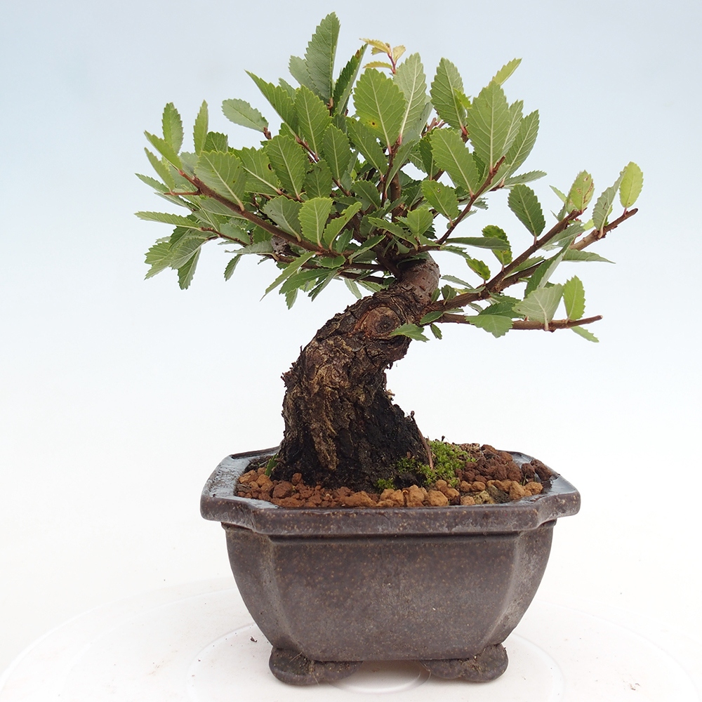 Venkovní bonsai - Zelkova - Zelkova NIRE