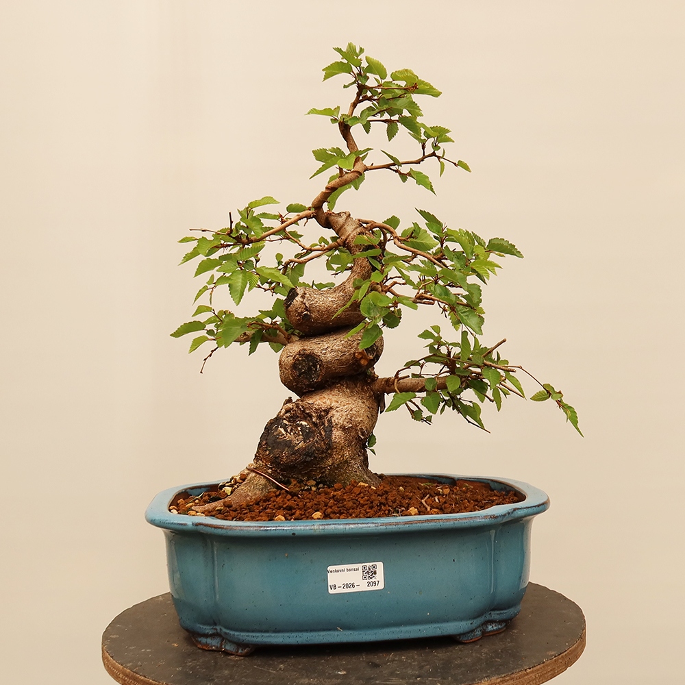 Venkovní bonsai -Carpinus Coreana - Habr korejský