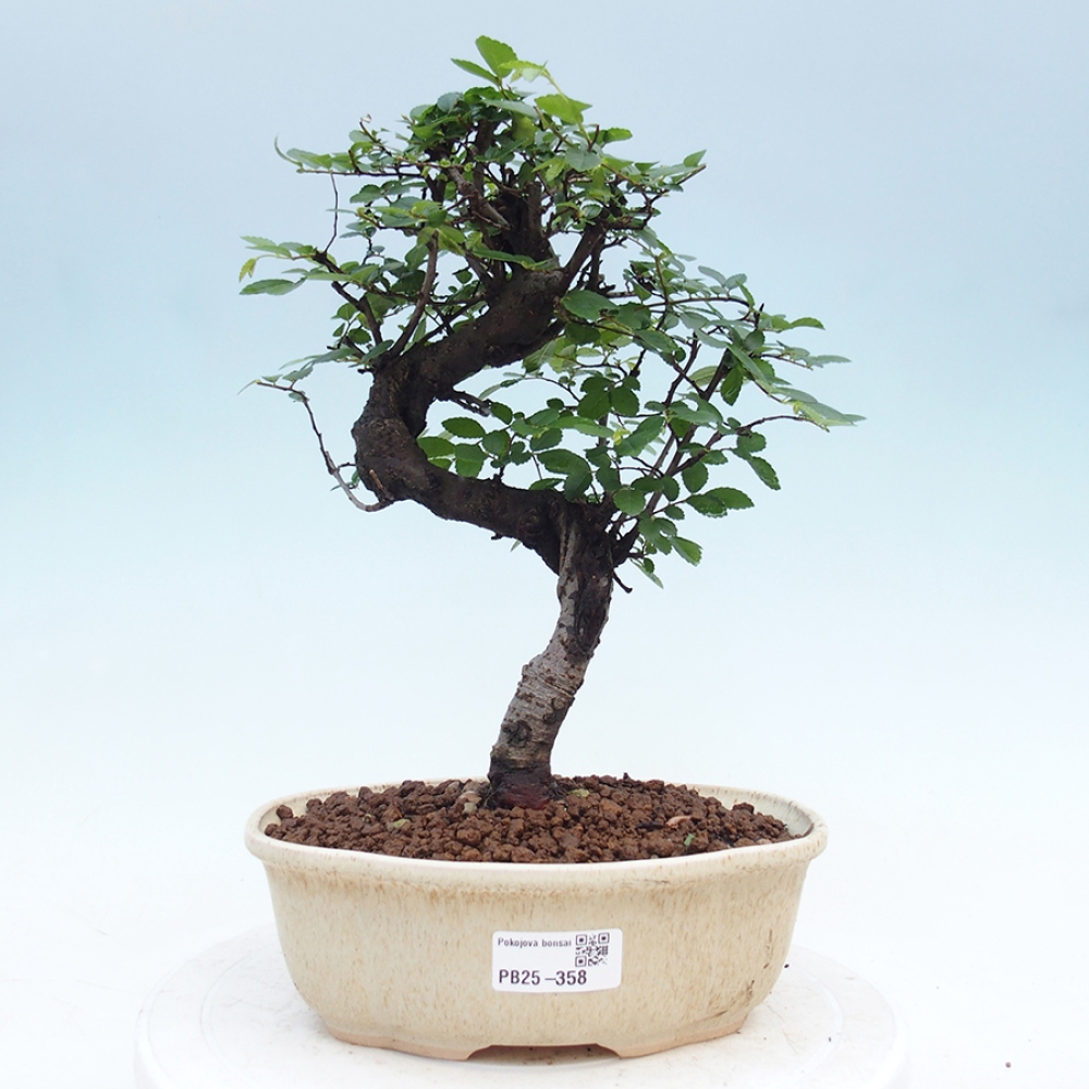 Pokojová bonsai - Ulmus parvifolia - Malolistý jilm