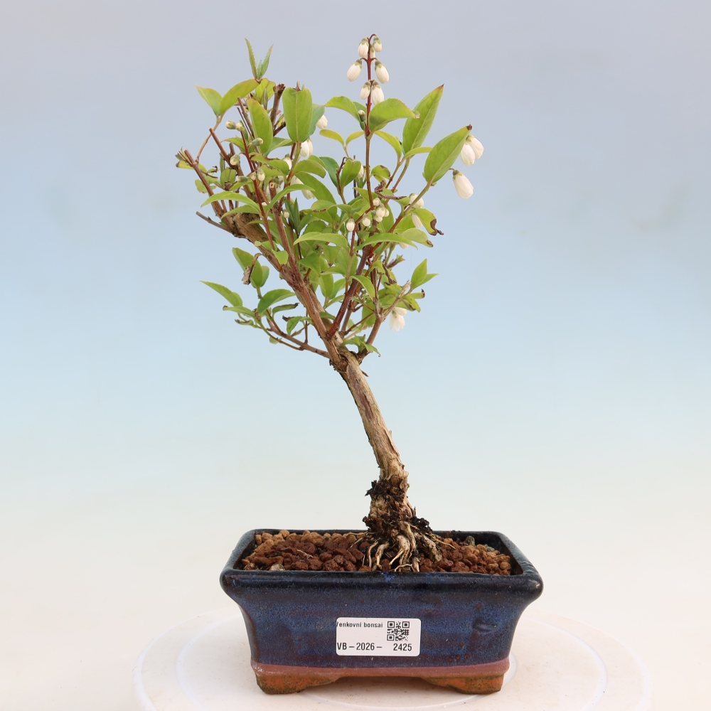 Venkovní bonsai - Deutzia scabra Candidissima - Trojpuk
