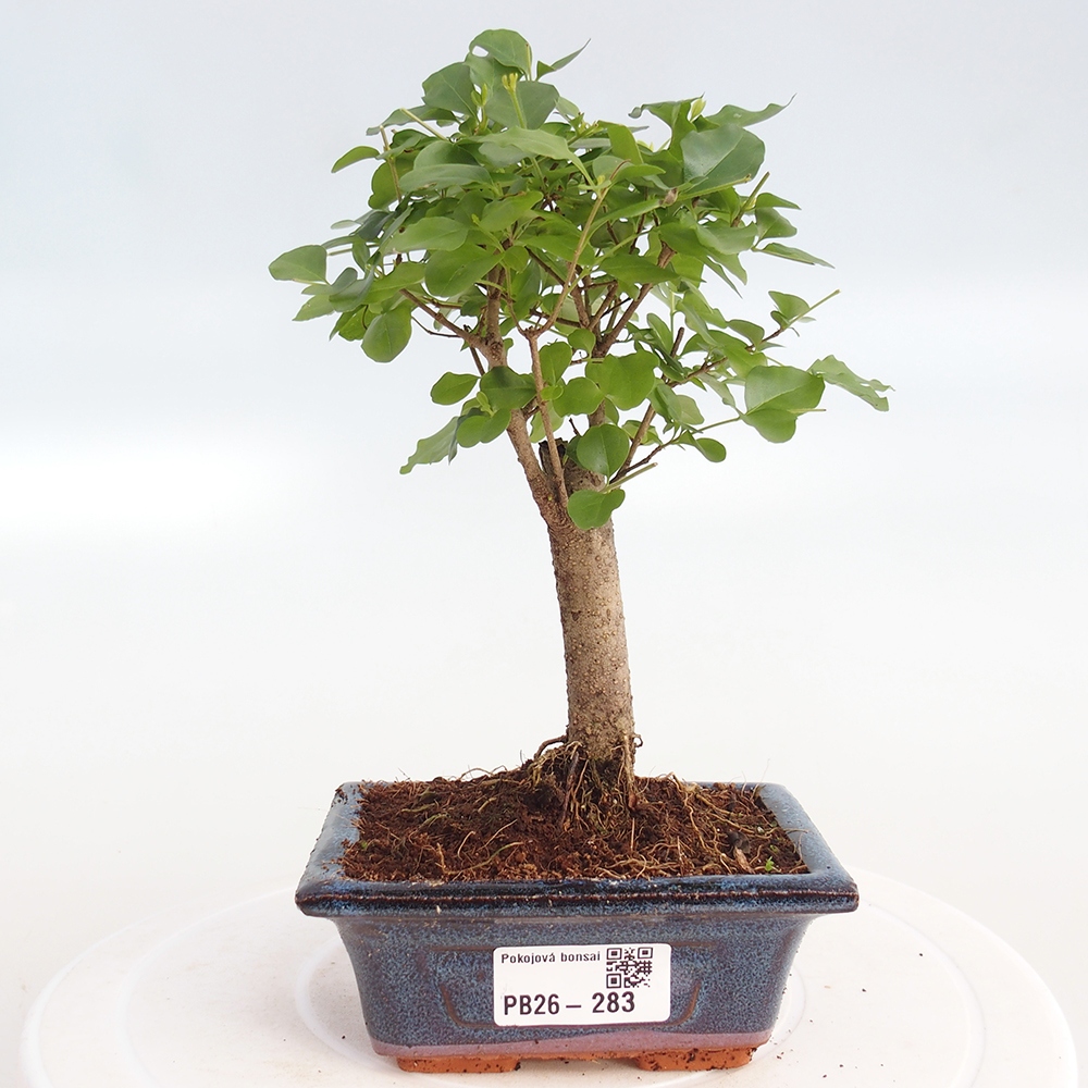 Pokojová bonsai -Ligustrum chinensis - Ptačí zob