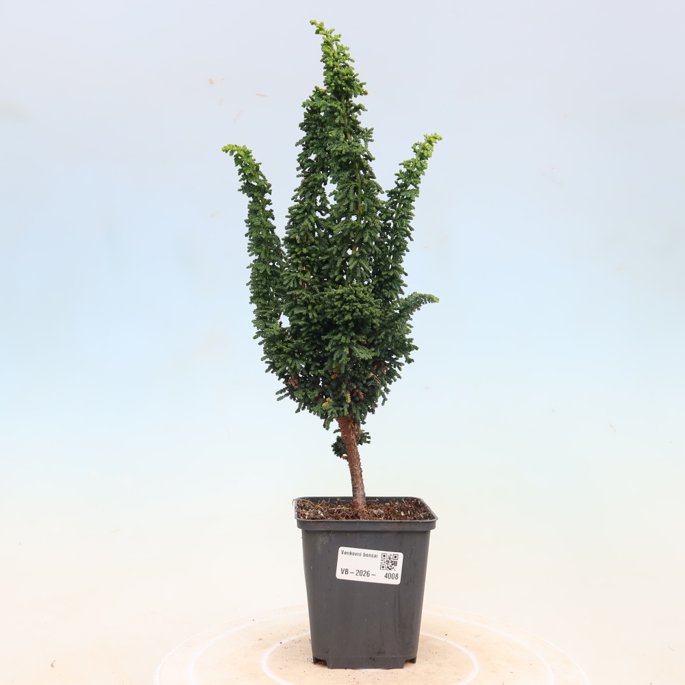 Venkovní bonsai - Cham. obtusa SEKKA HINOKI - Cypřišek