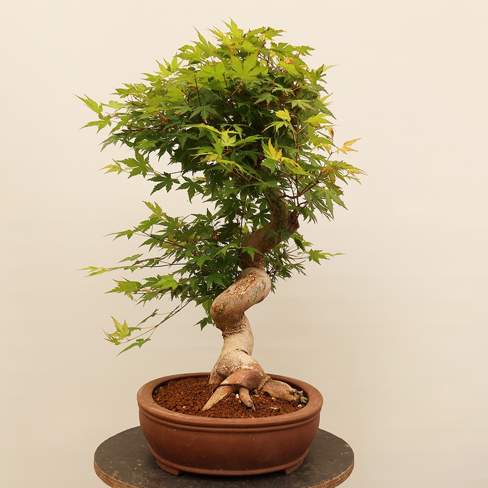 Venkovní bonsai - Javor palmatum  - Javor dlanitolistý
