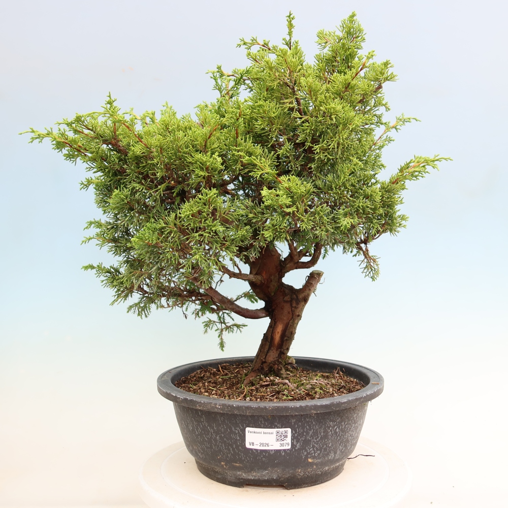 Venkovní bonsai - Juniperus chinensis Itoigawa-Jalovec čínský