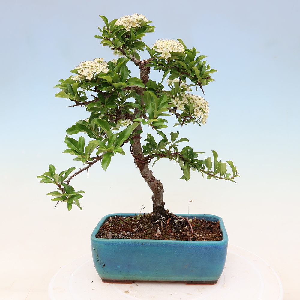 Venkovní bonsai - Pyracantha teton - Hlohyně šarlatová