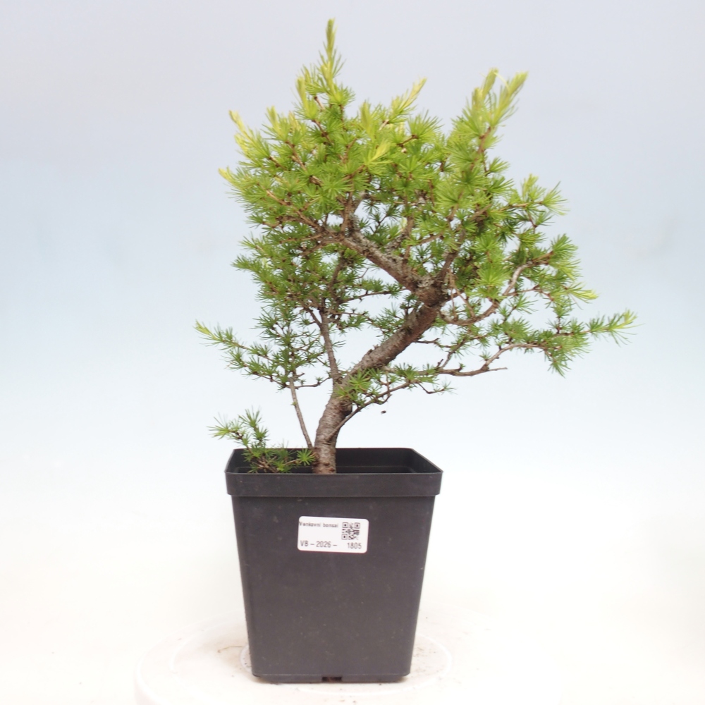 Venkovní bonsai -Larix decidua - Modřín opadavý 