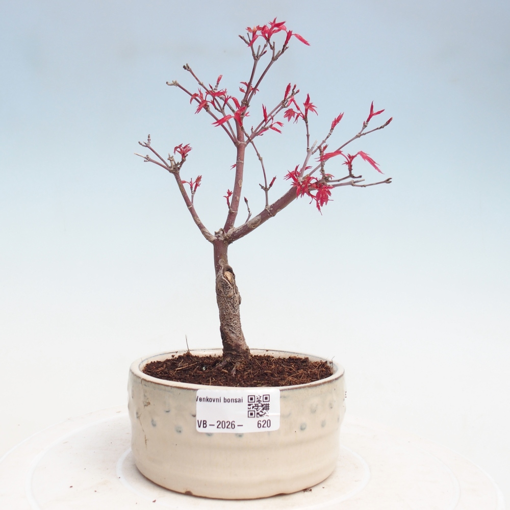 Venkovní bonsai - Javor dlanitolistý - Acer palmatum DESHOJO