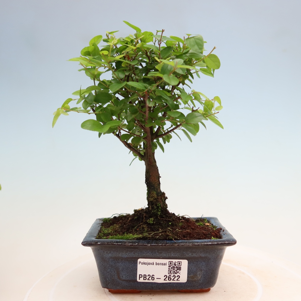 Pokojová bonsai - Sagerécie thea - Sagerécie thea