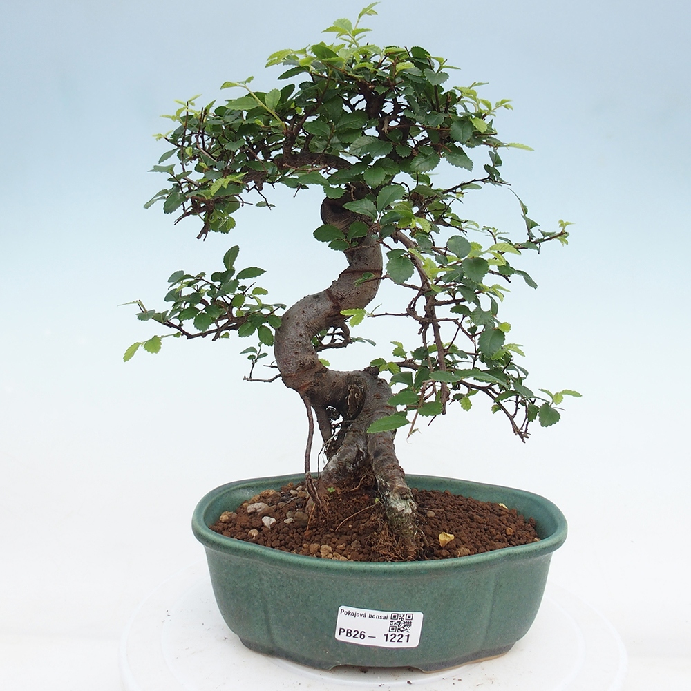 Pokojová bonsai - Ulmus parvifolia - Malolistý jilm