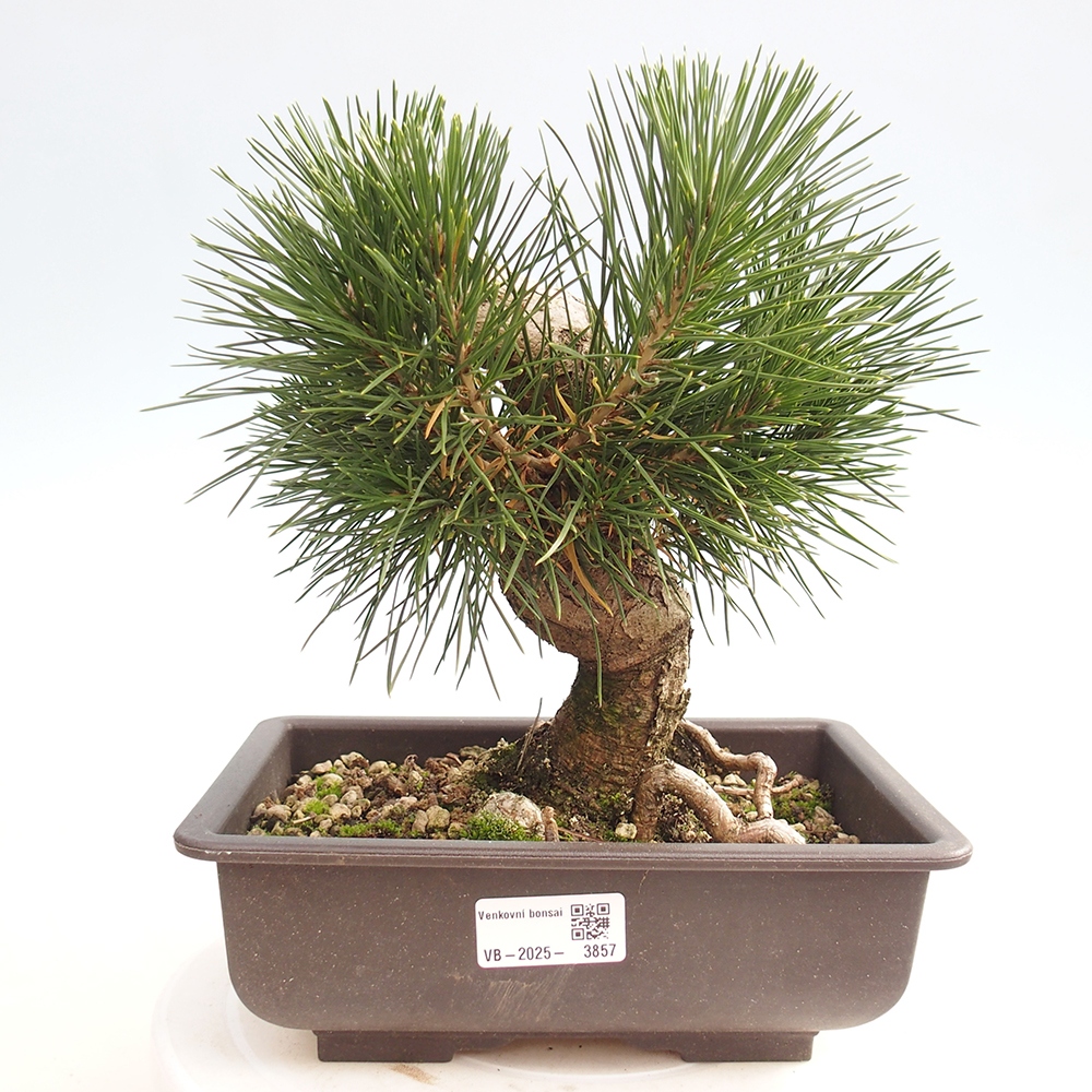 Venkovní bonsai - Pinus thunbergii - Borovice thunbergova