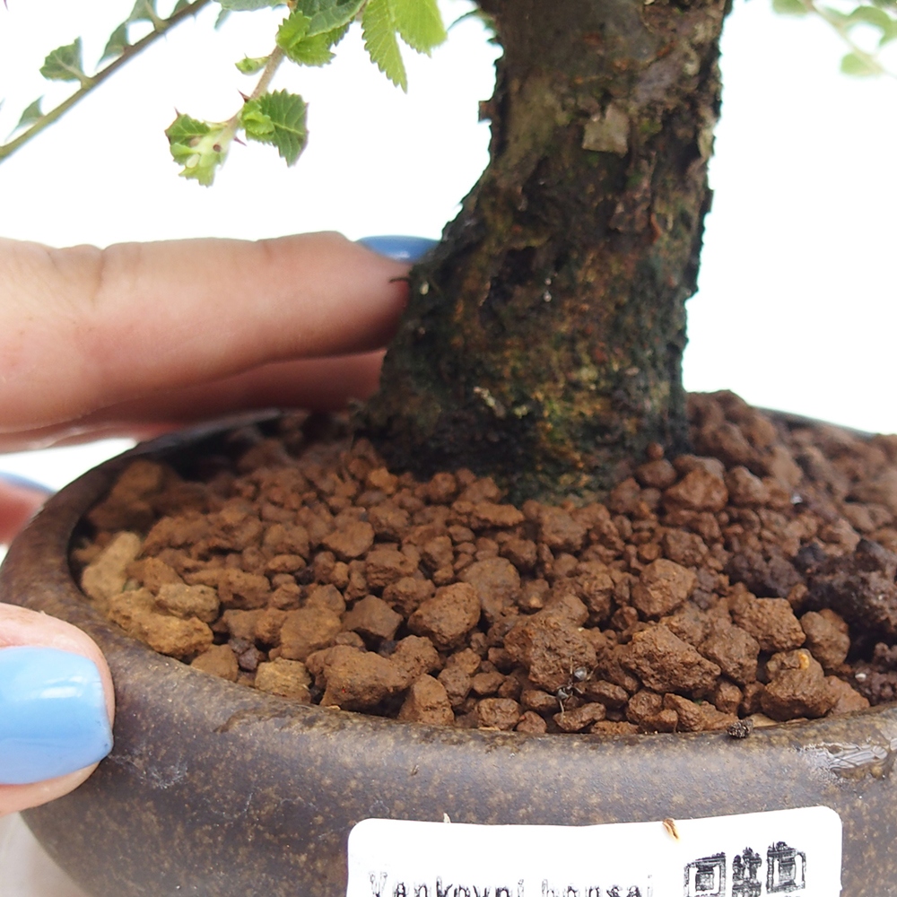 Venkovní bonsai - Ulmus parvifolia Hokkaido - jilm Činski