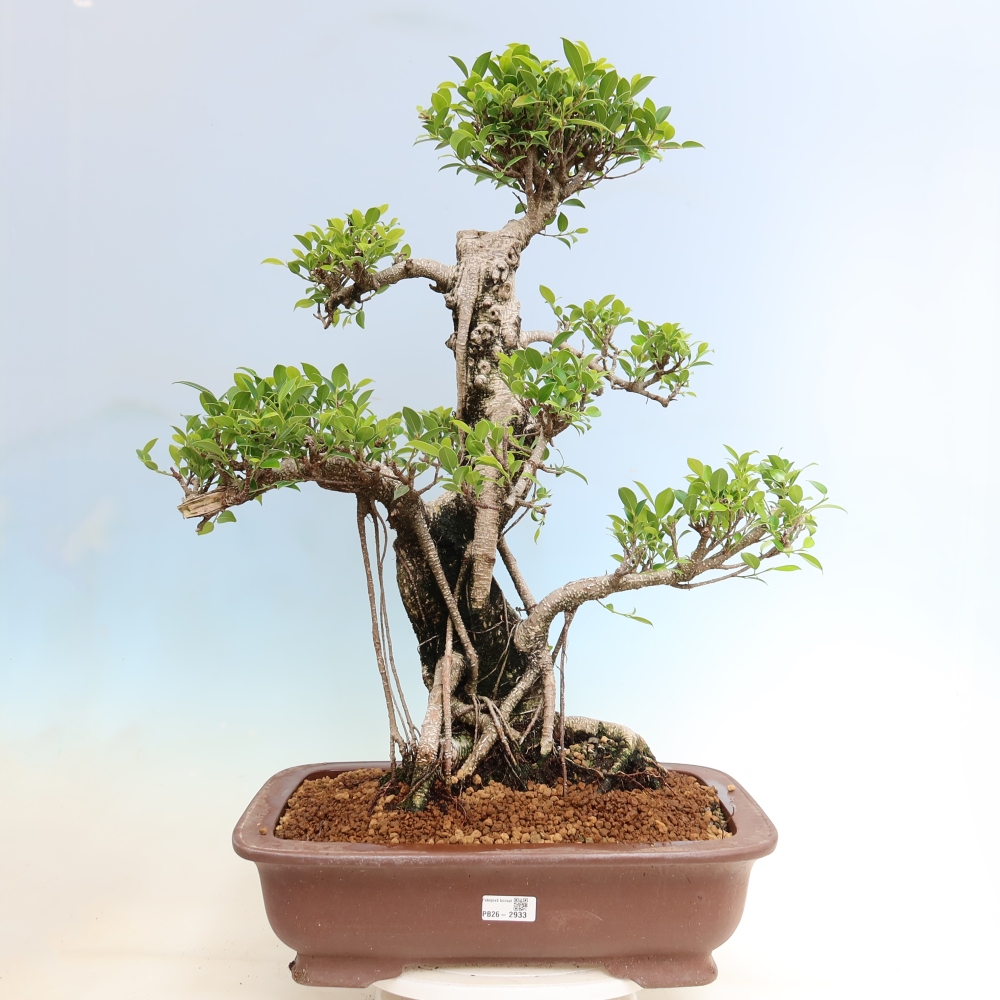 Pokojová bonsai - Ficus kimmen -  malolistý fíkus