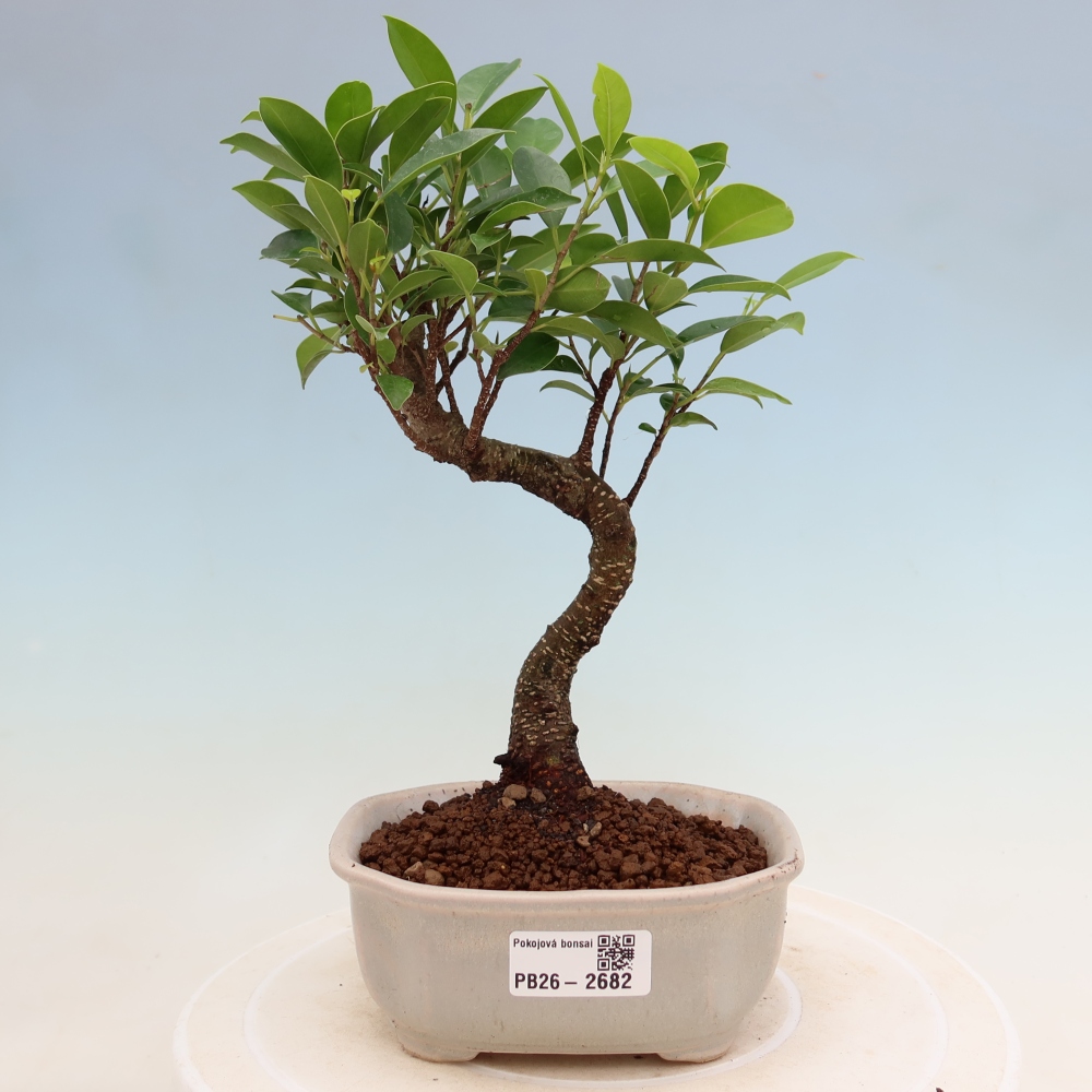 Pokojová bonsai - Ficus kimmen -  malolistý fíkus