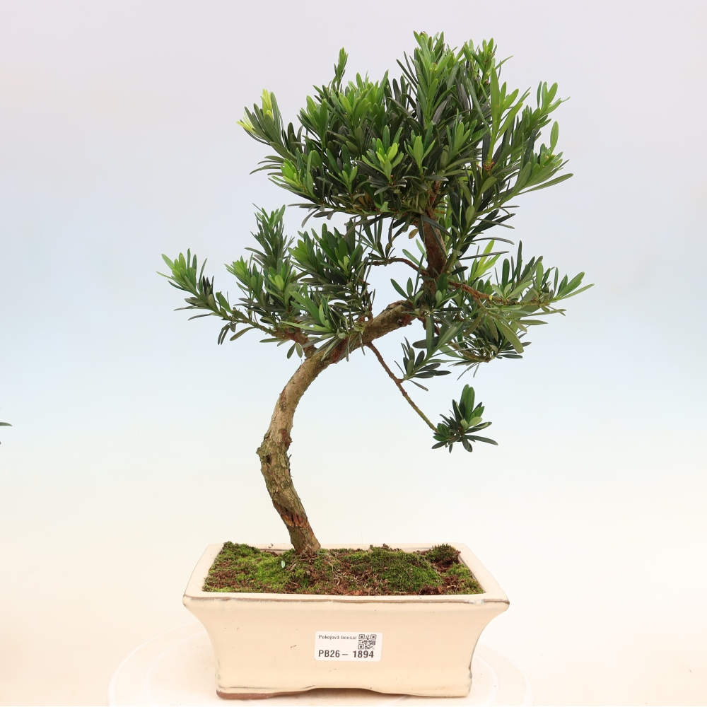 Pokojová bonsai - Podocarpus - Kamenný tis