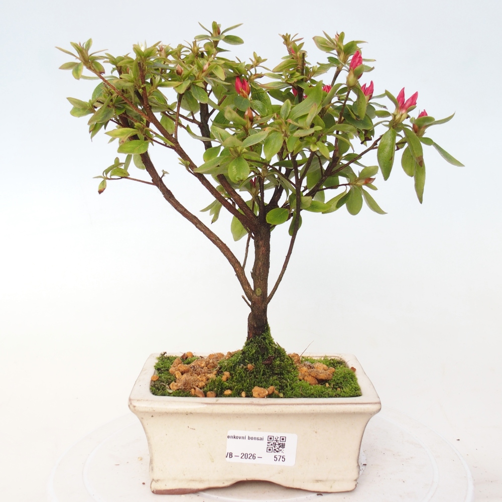 Venkovní bonsai - Japonská azalka - Azalea sp.