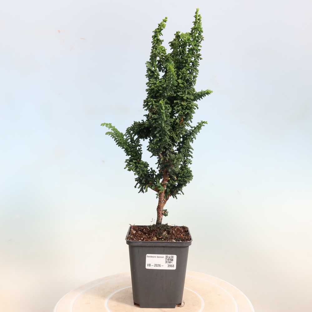 Venkovní bonsai - Cham. obtusa SEKKA HINOKI - Cypřišek