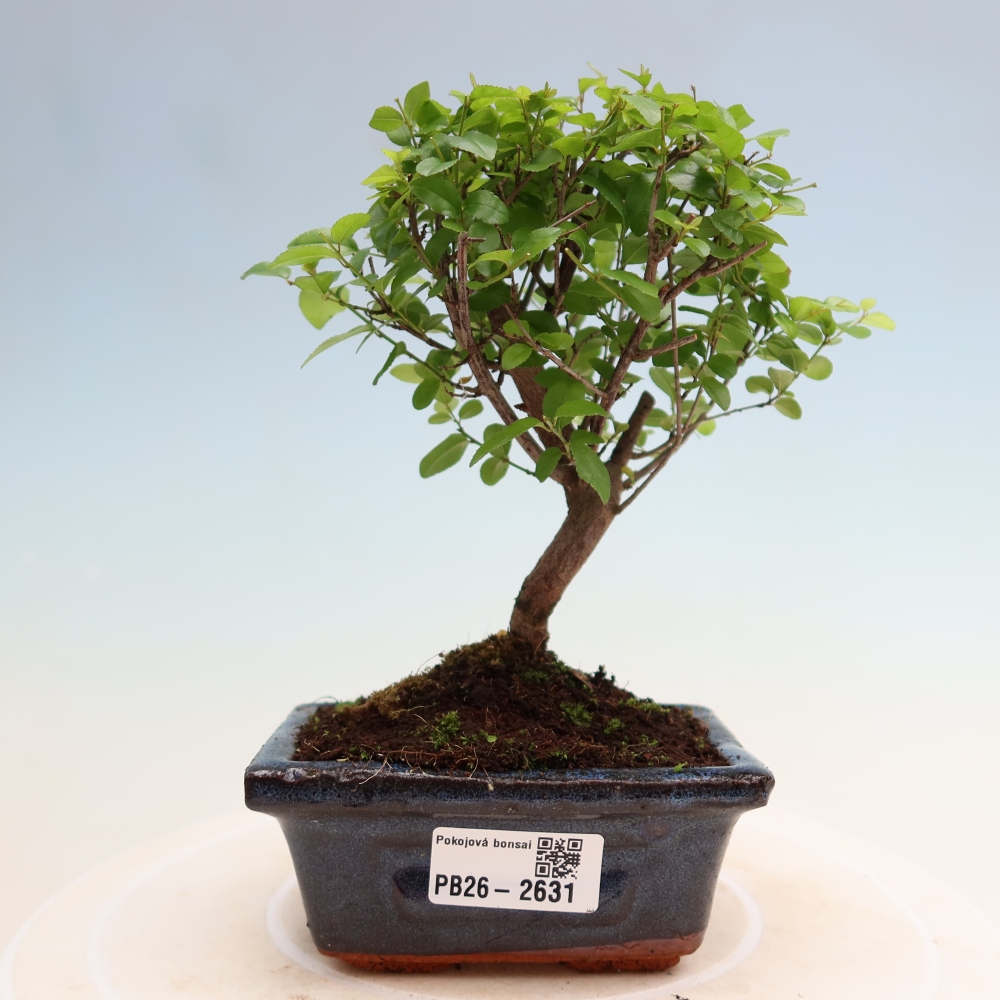 Pokojová bonsai - Sagerécie thea - Sagerécie thea