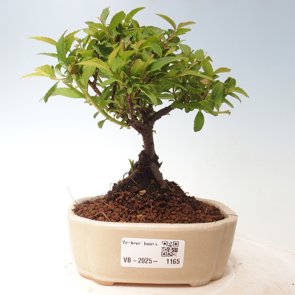 Venkovní bonsai -malolistý tavolník - Spirea japonica GENPSI